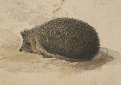 Een egel door Edward Lear